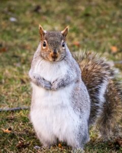 A close-up portrait of an Eastern gray squirrel standing upright on a grassy field, looking directly at the camera. The squirrel has fluffy gray and white fur, a bushy tail, and its paws are tucked neatly against its chest in a polite pose.