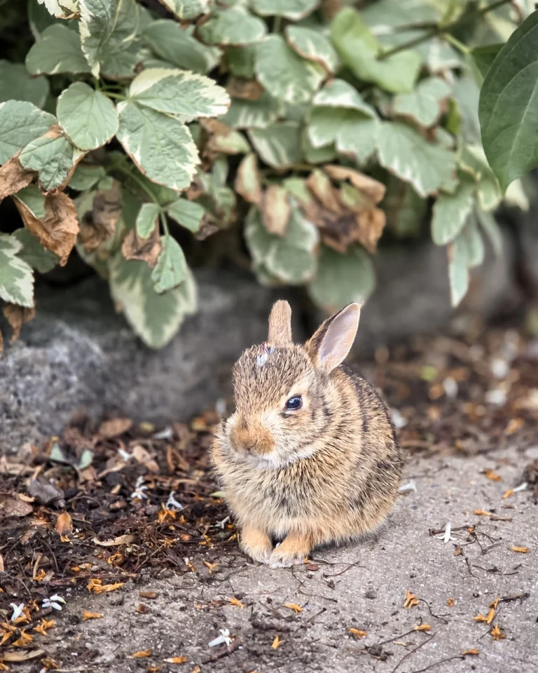 rabbit in nature